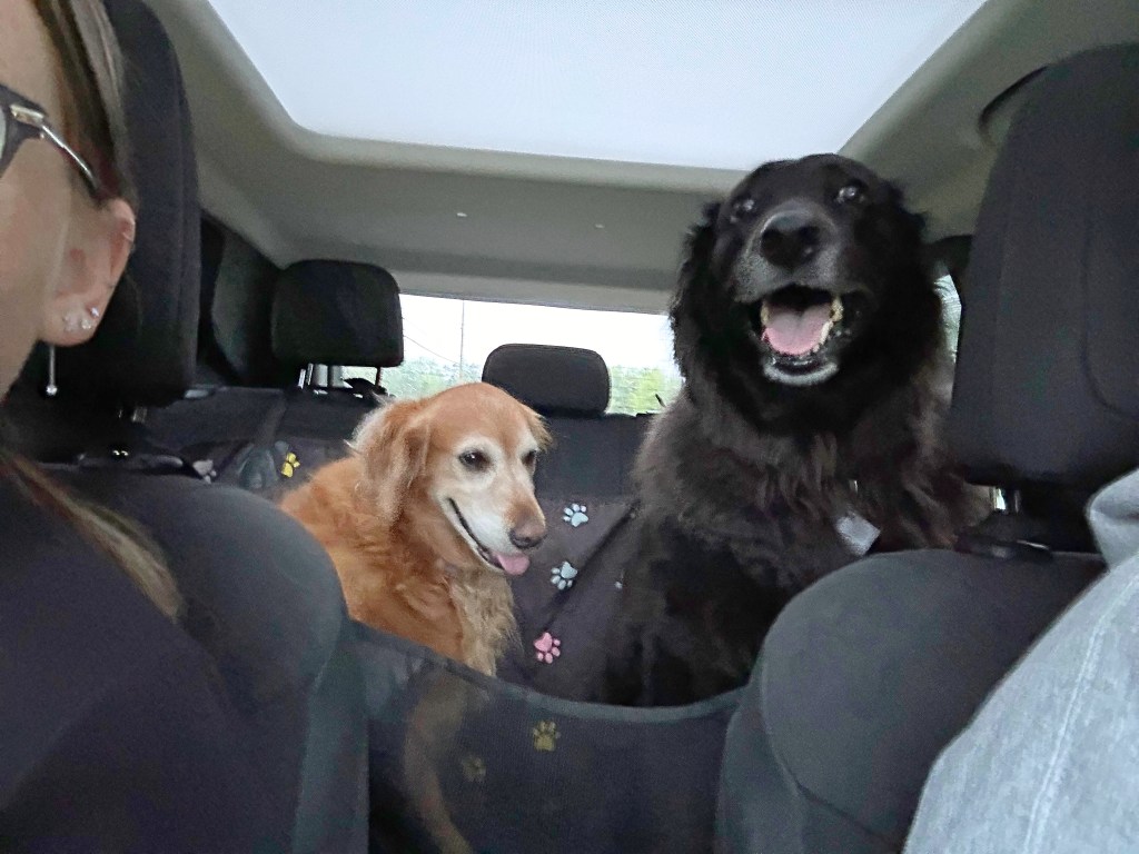 A New Chapter: My IVF Journey&nbsp;Begins